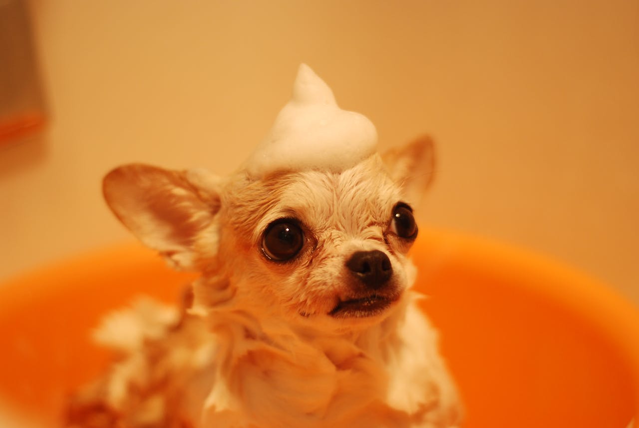 Celebrating Bubble Bath Day
